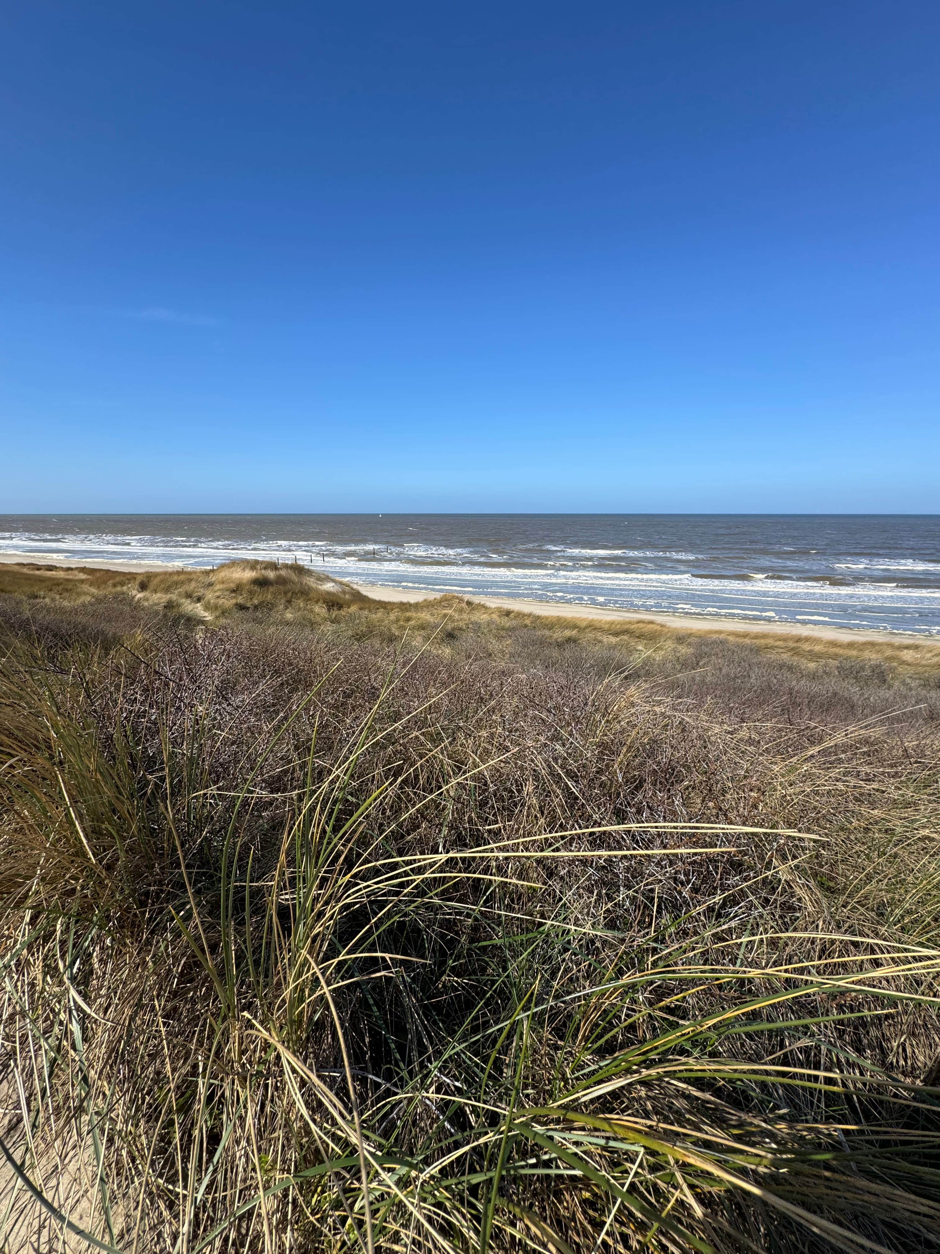 Duingras met uitzicht over zee bij Noordwijk